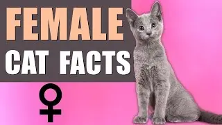 10 Fascinating Facts About Female Cats (#9 is Beautiful) ♀️