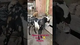 Коза ест газету в Индии 😂