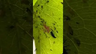 Looks at these aphids!! #bughunt #bughuntingadventures
