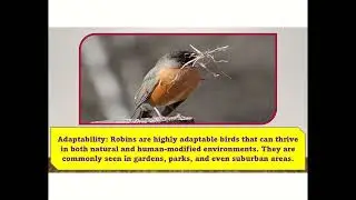 "Robin - The Red-Breasted Songbird | Fun Facts for Kids!"