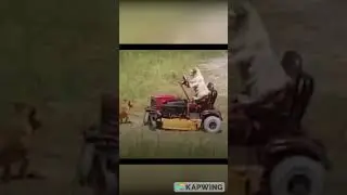 Dog cutting grass stuns passers-by 😂