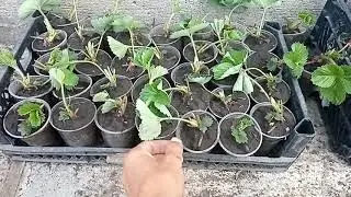Бюджетная, крепкая рассада клубники.