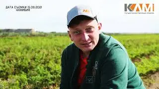 Морковь Намибия от Бейо Заден