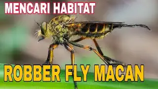 MENCARI HABITAT ROBBER FLY MACAN II MACRO PHOTOGRAPHY II HUNTING