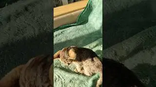Доброе Утро с Котятами #котята #kittten