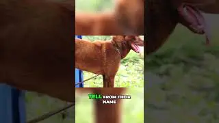 Meet the Hmong Bobtail Dog - A Loyal and Strong Dogs of Vietnam