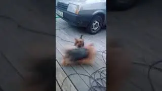 На даче йоркширские терьеры на даче