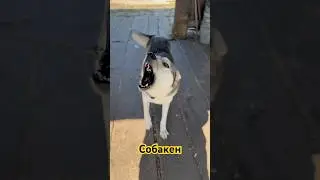 Общаемся с Соболем 