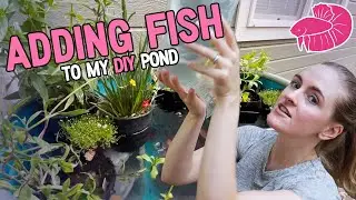 I Finally got Medaka Rice Fish for my DIY Patio Pond!