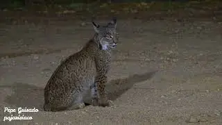 El Lince sabe donde se oculta en Conejo