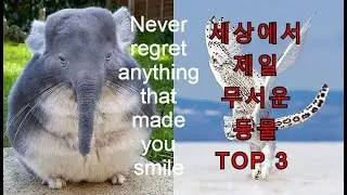 세계에서 최고 무서운 동물 top3