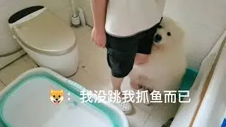 每次都是一脸无辜的样子！