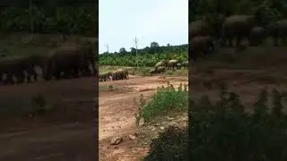 ହାତୀ ଦେଖୀ ବାକୁ ଭଲ ଲାଗେ 🐘🐘🐘🦣🦣🦣