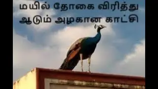மயில் தோகை விரித்து ஆடும் அற்புதமான காட்சி