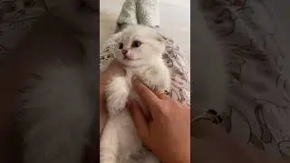 Детство Лелика - Знакомство с котятами часть 2 (Котан)