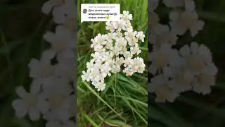 Что самое главное чтобы собрать много меда? 