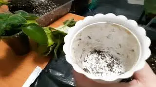 Пересадка отцветшей фиалки.