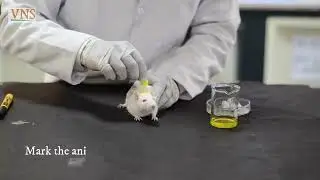 PHARMACOLOGY EXPERIMENT : PART-2 : MUSCLE RELAXANT ACTIVITY OF DIAZEPAM : VNS DEPT OF PHARMACOLOGY