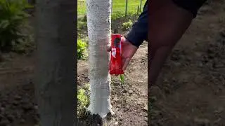 Избавляемся от Тли