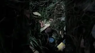 Спас воробья