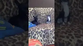 Música en modo perruno