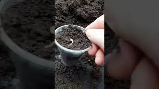 Маленький совет.