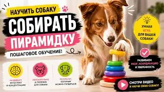 TEACH YOUR DOG TO ASSEMBLE A STACKING TOY, assemble a pyramid, collect items