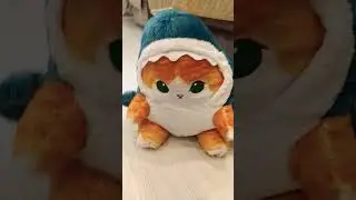 место сика кот акула 🦈