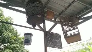 WOW.. Perkutut langka saat bunyi di rumah seperti ini