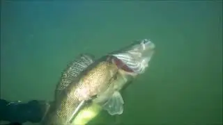 #подводнаяохота