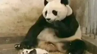 Панда чихнула шок!.flv