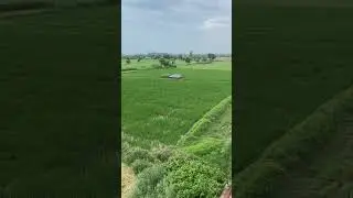 🌾🌾🌾