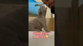 Щенки булли😍 Есть свободные🥰 