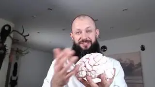 The structure of the human brain. The pineal gland. The parts of the brain and their functions