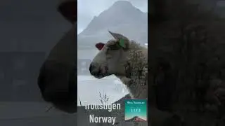 #trollstigen