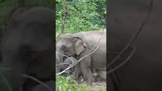 โฉมหน้าพังสโรชา ขวัญใจพลายเมฆา#เขาใหญ่ #animalnews #elephanthabitat #elephannature #wildlifenews