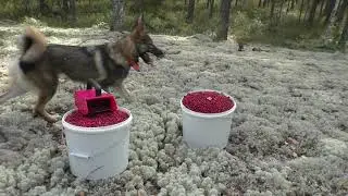 сбор брусники и поиски глухаря