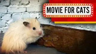 Movie for Cats - Playful Hamster (Video for Cats to watch) 4K
