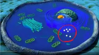 Cell organelles basics