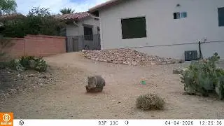 Baby javelina like to cuddle up to the water bowl and take a nap!  Green Valley AZ 03222026