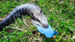 VERY ANGRY Blue Tongue Lizard gets defensive when approached