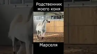 Родственник моего  Марселя. 322 #лошадь  #horse   #pferde   #cheval    حصان# #short #shorts