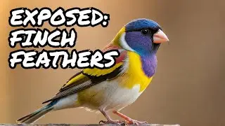 Golden Goulding Finches EXPOSED! The Truth About Their Color-Changing Feathers