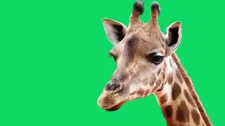 GREEN SCREEN GIRAFFE SAFARI ANIMAL ANIMATED HD  | FREE TO USE GRAPHICS ANIMATIONS