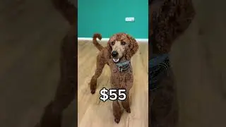 My day as a Dog groomer with PRICES