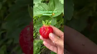 Как звучит клубника 🍓 третий день сбора🥰