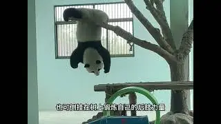 cub