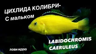 Лабидохромис еллоу с мальком. Нерест еллоу. Labidochromis caeruleus