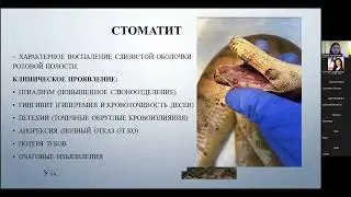 Коротко и просто по вопросам ветеринарной герпетологии