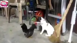 ТОП приколов с животными!
